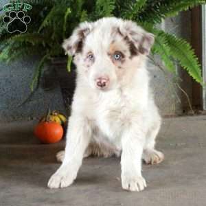 Warner, Australian Shepherd Puppy