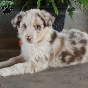 Warner, Australian Shepherd Puppy