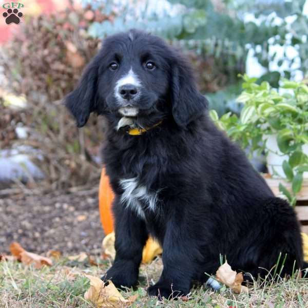 Warren, Bernese Golden Mountain Dog Puppy