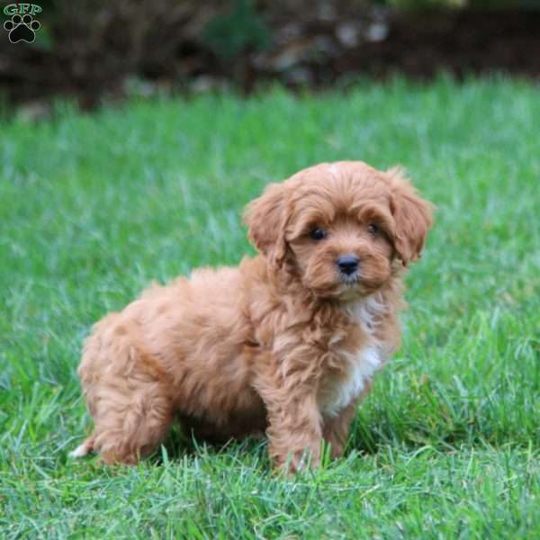 Watson, Cavapoo Puppy