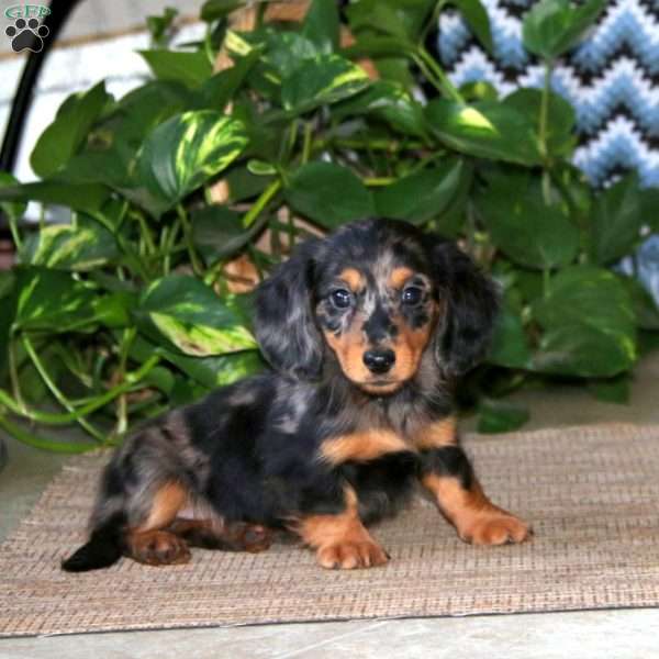 Watson, Dachshund Puppy