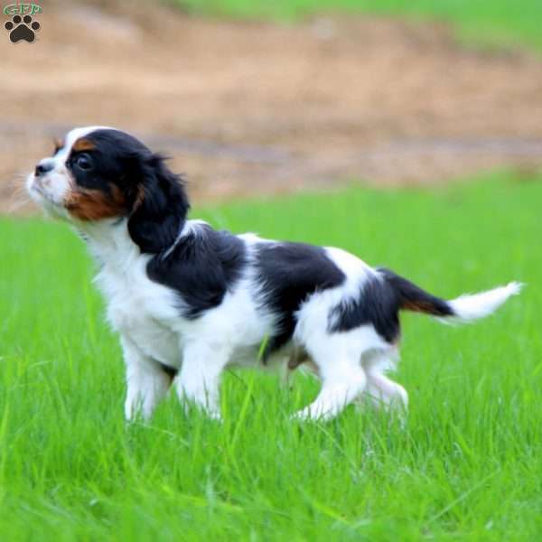 Watson, Cavalier King Charles Spaniel Puppy