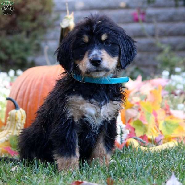 Waverly, Bernese Golden Mountain Dog Puppy