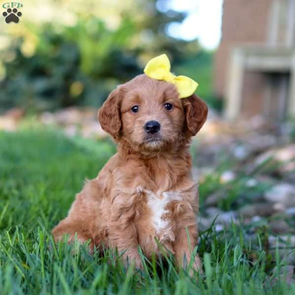 Wednesday, Mini Goldendoodle Puppy