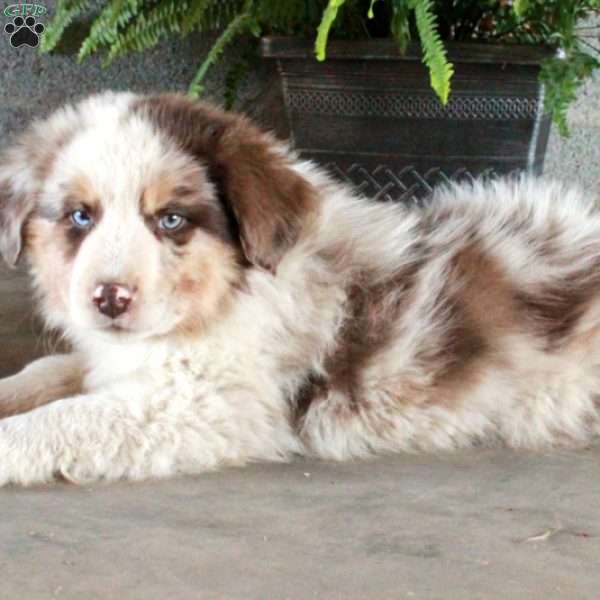 Wembley, Australian Shepherd Puppy