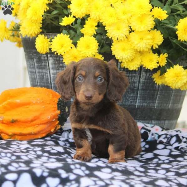 Wendy, Dachshund Puppy