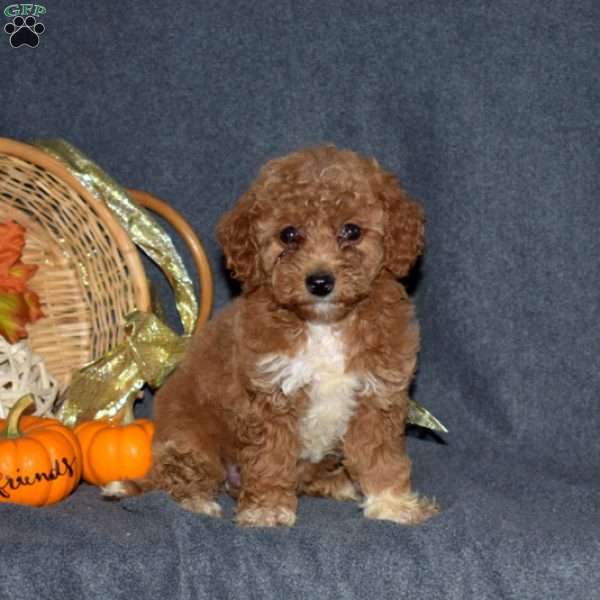 Wendy, Miniature Poodle Puppy