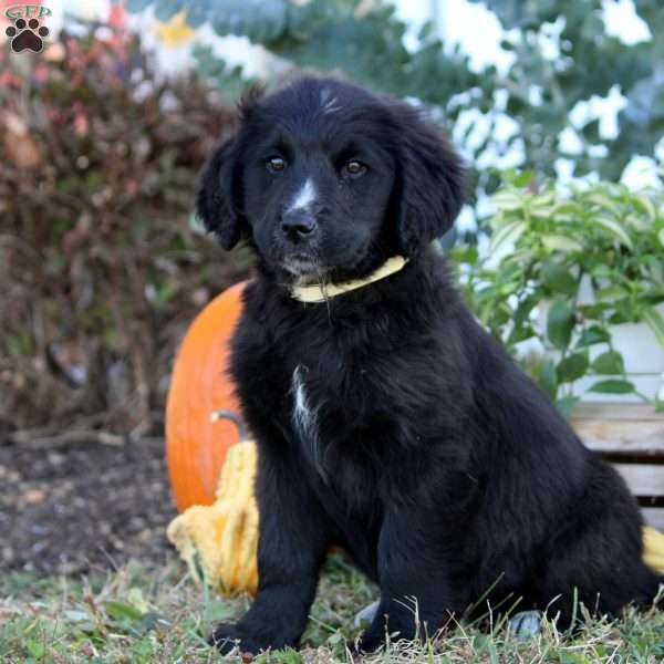 Wendy, Bernese Golden Mountain Dog Puppy