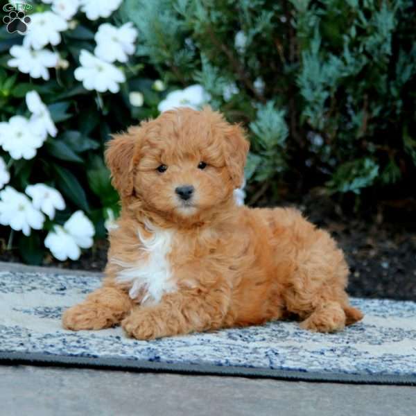 Wendy, Mini Goldendoodle Puppy