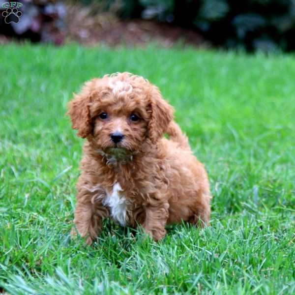 Wendy, Cavapoo Puppy