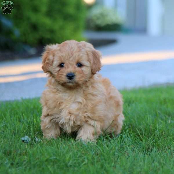 Wentz, Mini Goldendoodle Puppy