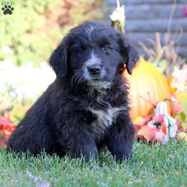 Wes, Bernese Golden Mountain Dog Puppy