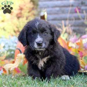 Wes, Bernese Golden Mountain Dog Puppy