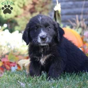 Wes, Bernese Golden Mountain Dog Puppy