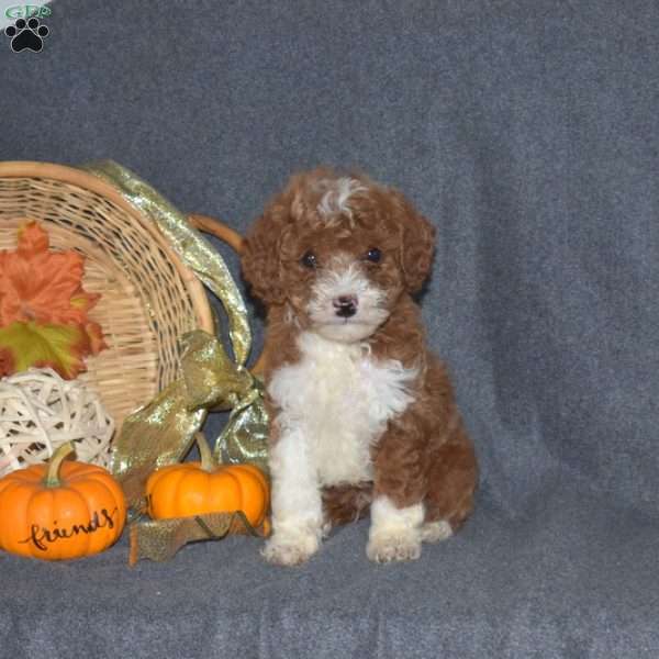 Wesley, Miniature Poodle Puppy