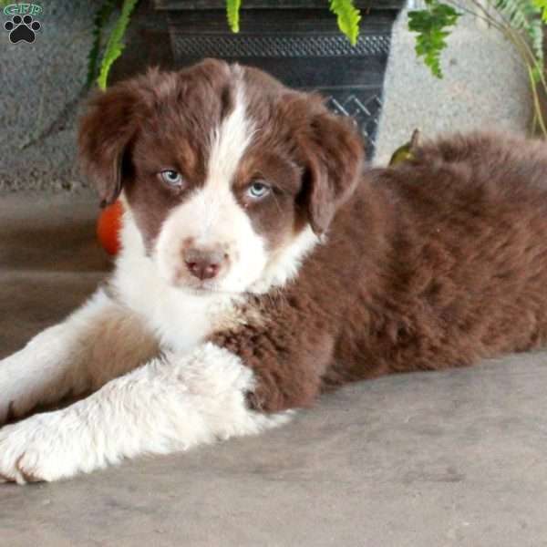 Wesley, Australian Shepherd Puppy