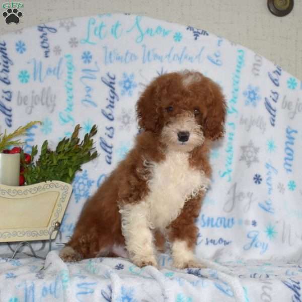 Wesley, Miniature Poodle Puppy