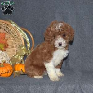 Wesley, Miniature Poodle Puppy