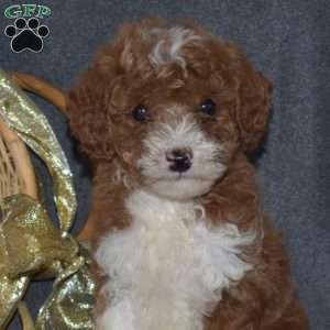 Wesley, Miniature Poodle Puppy