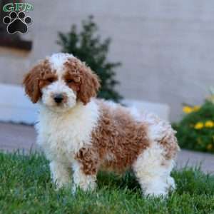 Wesley, Miniature Poodle Puppy