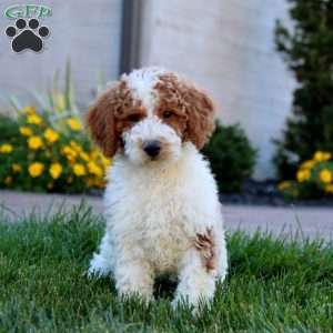 Wesley, Miniature Poodle Puppy