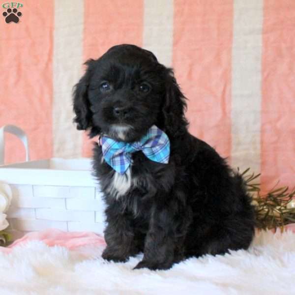 Weston, Cavapoo Puppy