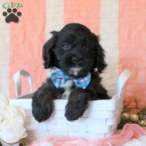 Weston, Cavapoo Puppy