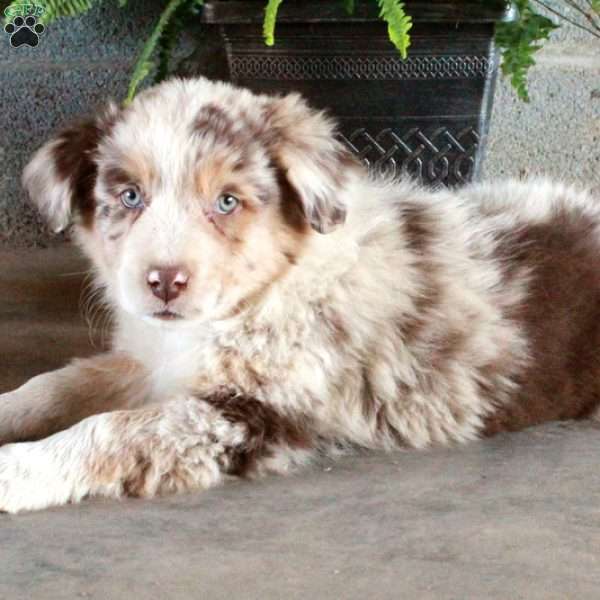 Whitaker, Australian Shepherd Puppy