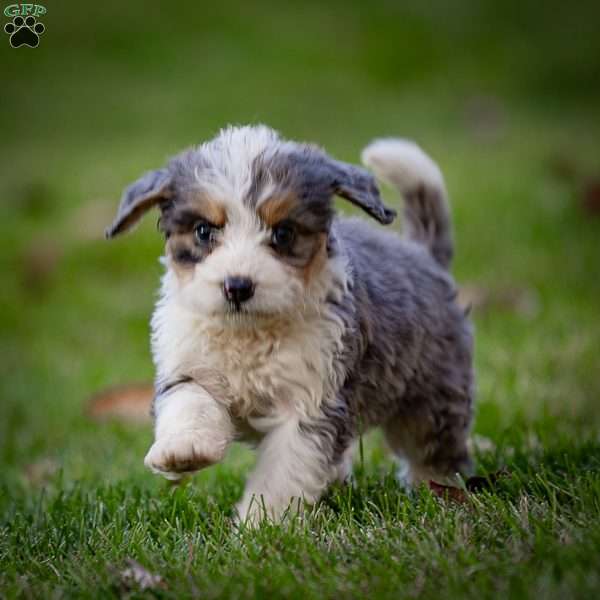 Whitney, Mini Bernedoodle Puppy