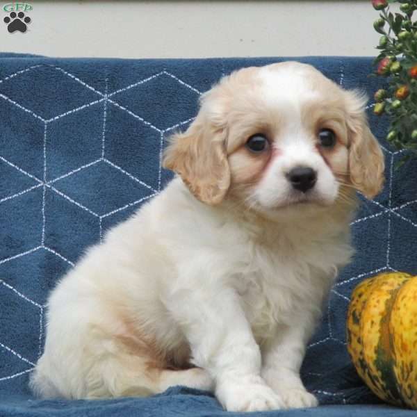 Wiggles, Cavachon Puppy