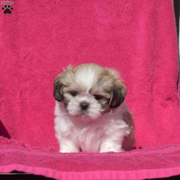 Wilbur, Shih Tzu Puppy