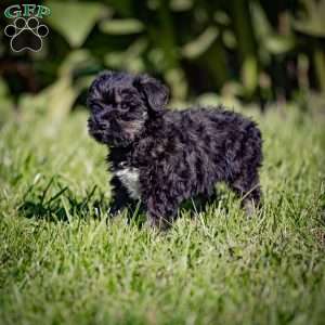 Wilda, Miniature Schnauzer Puppy