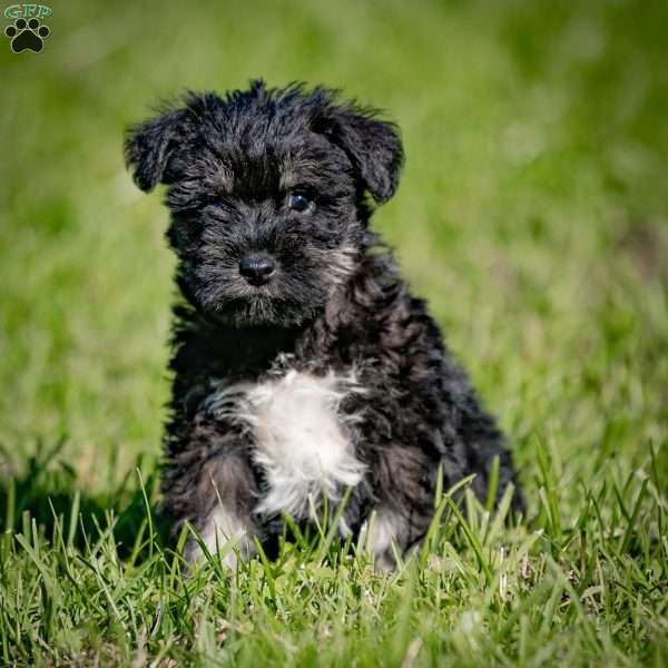 Wilda, Miniature Schnauzer Puppy