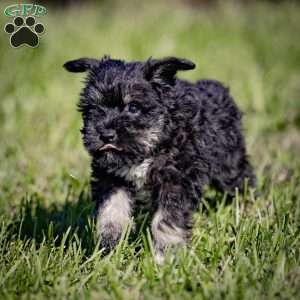 Wilda, Miniature Schnauzer Puppy