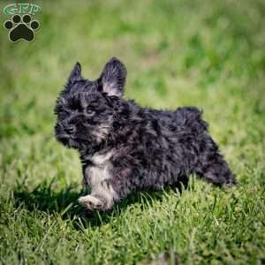 Wilda, Miniature Schnauzer Puppy