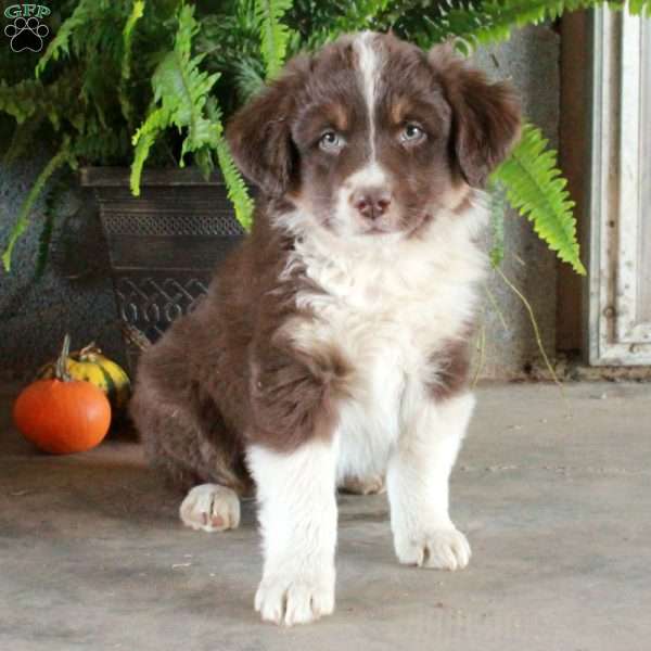 Wiley, Australian Shepherd Puppy