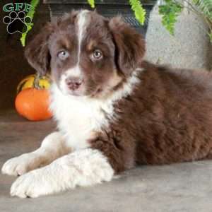 Wiley, Australian Shepherd Puppy