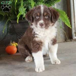 Wiley, Australian Shepherd Puppy