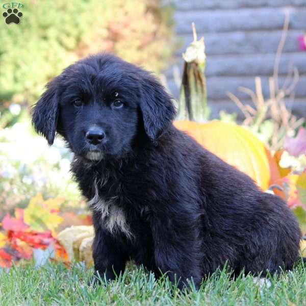 Will, Bernese Golden Mountain Dog Puppy