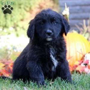 Will, Bernese Golden Mountain Dog Puppy