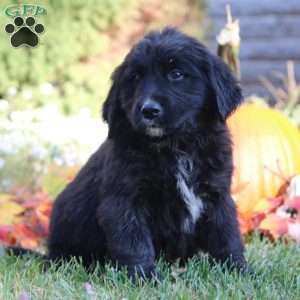 Will, Bernese Golden Mountain Dog Puppy