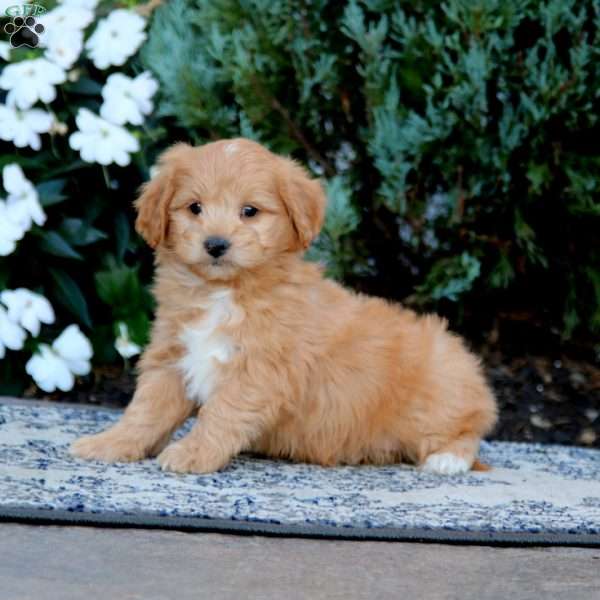 Will, Mini Goldendoodle Puppy