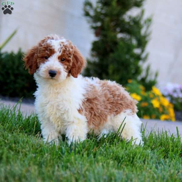 Will, Miniature Poodle Puppy