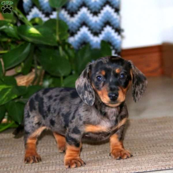 Will, Dachshund Puppy