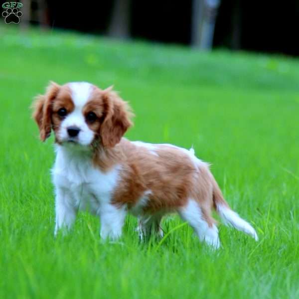 Will, Cavalier King Charles Spaniel Puppy