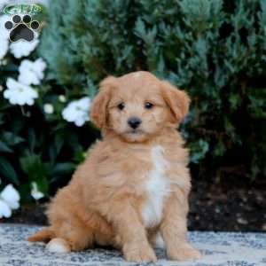 Will, Mini Goldendoodle Puppy