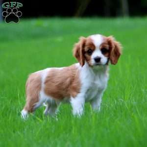 Will, Cavalier King Charles Spaniel Puppy