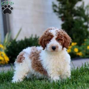 Will, Miniature Poodle Puppy