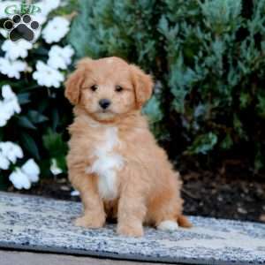 Will, Mini Goldendoodle Puppy