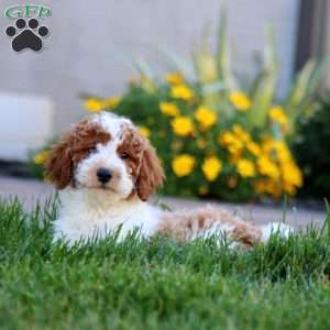 Will, Miniature Poodle Puppy